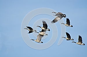 Large Flock of Geese Taking Flight