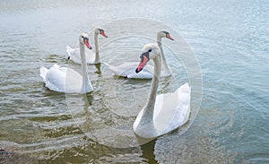 A large flock of graceful white swans swims in the lake., swans in the wild