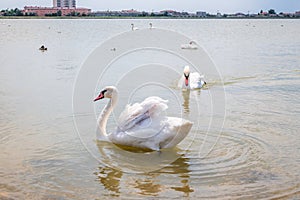 A large flock of graceful white swans swims in the lake., swans in the wild