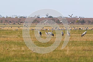 A large flock of gray cranes in the place of spending the night