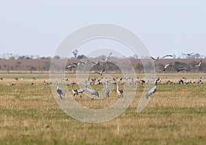 A large flock of gray cranes in the place of spending the night