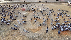 A large flock of gray pigeons pecked at the food scattered on the asphalt near Makkah, Saudi Arabia. The birds seemed oblivious to