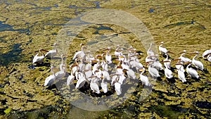 Large flock of great white pelicans on a salt lake in danube delta