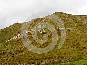 Large flock of herded sheep on a steep hillside