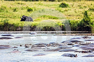 Large flock of hippos resting in the lake