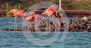 Large flock of incredible pink flamingos feeding and bathing in a shallow salt pan in Curacao