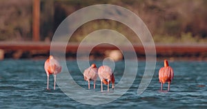 Large flock of incredible pink flamingos feeding and bathing in a shallow salt pan in Curacao