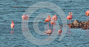 Large flock of incredible pink flamingos feeding and bathing in a shallow salt pan in Curacao