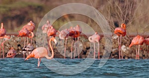 Large flock of incredible pink flamingos feeding and bathing in a shallow salt pan in Curacao