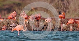 Large flock of incredible pink flamingos feeding and bathing in a shallow salt pan in Curacao