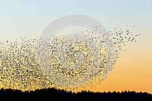 Large flock of jackdaws in sunset