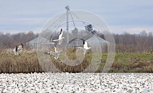 A large flock of migrating snow geese swimming in a local pond in autumn in Canada