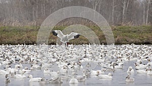 A large flock of migrating snow geese swimming in a local pond in autumn in Canada