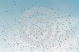 A large flock of migrating Wood Pigeon, UK.