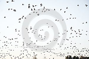 Large flock of migratory birds in Estonia