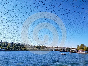 Large flock of migratory birds in the sky above the river