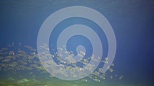 A large flock of pelagic fish near a coral reef in the Red Sea, Abu Dabab