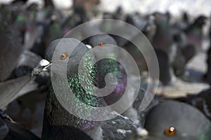 Large flock of pigeons closeup