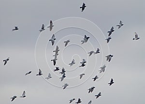 Large flock of pigeons flying in the sky