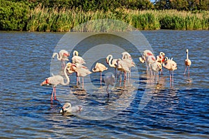 Large flock of pink flamingos