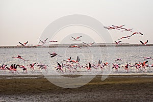 Large flock of pink flamingos in flight at Walvis Bay, Namibia