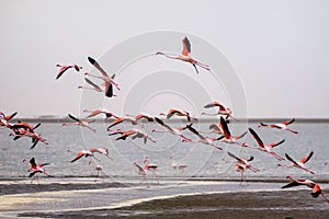 Large flock of pink flamingos in flight at Walvis Bay, Namibia