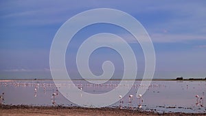 A large flock of pink flamingos has gathered at the lake