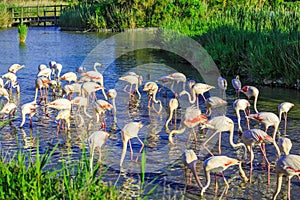 Large flock of pink flamingos