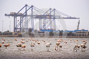 Large flock of pink flamingos in Walvis Bay, Namibia