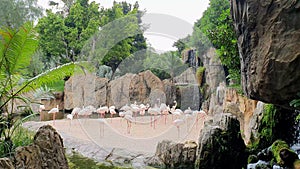 A large flock of pink flamingos by a waterfall in a wildlife park.