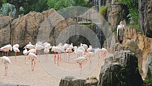 A large flock of pink flamingos by a waterfall in a wildlife Park.