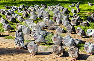 Large flock of resting feral pigeons