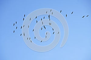 Large flock of sandhill cranes migrating from Alaska in fall