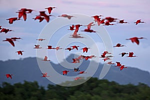 Large flock of Scarlet Ibis Eudocimus ruber returning to resting sleeping trees in evening. mountains in background, Trinidad