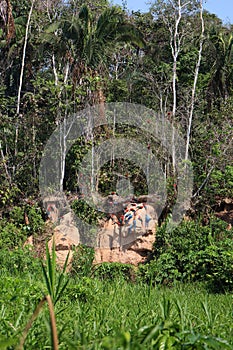 A large flock of Scarlet Macaw and Blue and Gold Macaws sitting on a clay lick and in the trees in a tropical rainforest