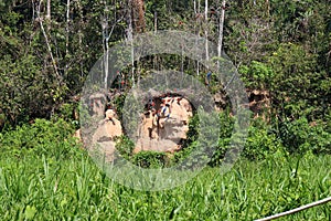 A large flock of Scarlet Macaw and Blue and Gold Macaws sitting on a clay lick and in the trees in a tropical rainforest