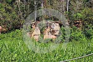 A large flock of Scarlet Macaw and Blue and Gold Macaws sitting on a clay lick and in the trees in a tropical rainforest