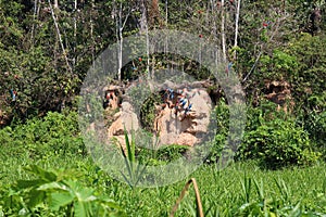 A large flock of Scarlet Macaw and Blue and Gold Macaws sitting on a clay lick and in the trees in a tropical rainforest