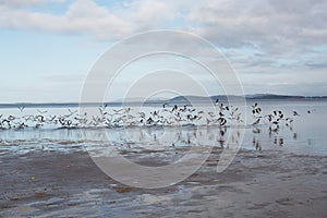 Large flock of Seagulls in flight