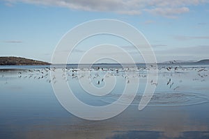 Large flock of Seagulls in flight