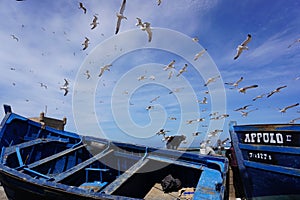 A large flock of seagulls hovers over blue fishing boats