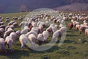 Large flock of sheep