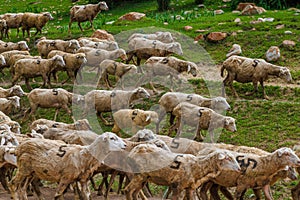 large flock of sheep with digit 5 moving along dusty dirt road in mountains to a pasture