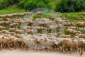 large flock of sheep with digit 5 moving along dusty dirt road in mountains to a pasture