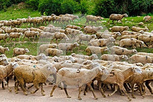 large flock of sheep with digit 5 moving along dusty dirt road in mountains to a pasture