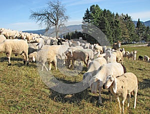 Large flock of sheep and goats grazing