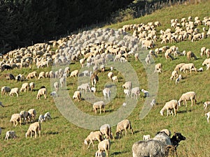 Large flock of sheep and goats grazing in the mountains