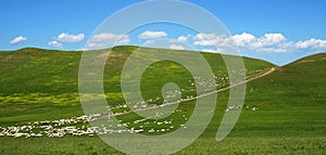 Large flock of sheep grazing on the hill