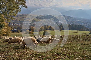 A large flock of sheep grazing in the meadow amidst the mountains