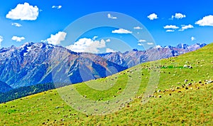 Large flock of sheep grazing in a meadow in the mountains